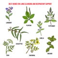 Best herbs for lung cleansing and respiratory support