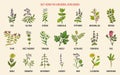 Best herbs for a medicinal garden Royalty Free Stock Photo