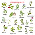 Best herbs for reducing high fever Royalty Free Stock Photo