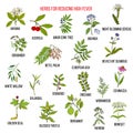 Best herbs for reducing high fever