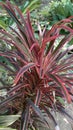 Best Image of Cordyline banksii Plant Royalty Free Stock Photo