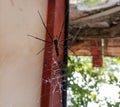 spider on the net. (cross spider, Araneus diadematus)