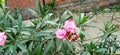 Oleander rosebay flowers