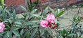 Oleander rosebay flower and buds