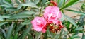 Oleander rosebay flower and buds close up