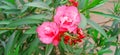 Oleander rosebay flower and buds stock
