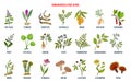 Best medicinal herbs for the immune system