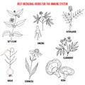 Best medicinal herbs for the immune system Royalty Free Stock Photo