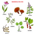 Best medicinal herbs for the immune system Royalty Free Stock Photo