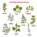 Best medicinal herbs for stress relief Royalty Free Stock Photo