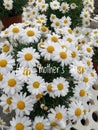Bouquet of beautiful flowers for mother`s day