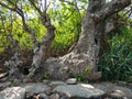 The best nature background big tree with green field Royalty Free Stock Photo