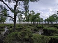 The best nature background with tree and sky Royalty Free Stock Photo