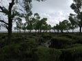 The best nature background with tree and white sky Royalty Free Stock Photo