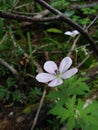 The best of the New Mexico`s forests Geranium richardsonii Royalty Free Stock Photo