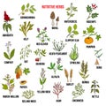 Best nutritive herbs set Royalty Free Stock Photo
