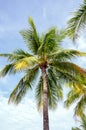 Best photo of the palm tree or coconut sea, with blue sky background Royalty Free Stock Photo