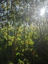 THE BEST PICTURE OF A BAMBOO IN THE MORNING