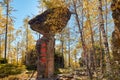 The best pillar in the world in autumn birch forests in Great Khingan Royalty Free Stock Photo