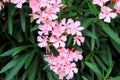 Best pink oleander flowers, Nerium oleander, bloomed in spring. Shrub tree poisonous plant for medicine pharmacology. Pink summer Royalty Free Stock Photo