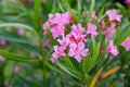 Best pink oleander flowers, Nerium oleander, bloomed in spring. Shrub small tree poisonous plant for medicine Royalty Free Stock Photo
