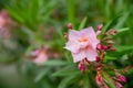Best pink oleander flowers, Nerium oleander, bloomed in spring. Shrub small tree poisonous plant for medicine Royalty Free Stock Photo