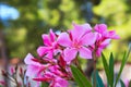 The best Delicate flowers of a pink oleander, Nerium oleander, bloomed in the spring. Shrub, a small tree from the cornel Royalty Free Stock Photo