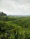 Best plant tea in west java