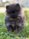 Best pomeranian dog puppy outside Royalty Free Stock Photo