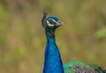 Best portrait of peacock bird at Bandipur tiger reserve, Karnataka India Royalty Free Stock Photo