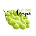 Best Quality Grapes for Food concept.