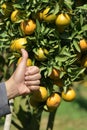 Best Quality of organic tangerine ready for harvest