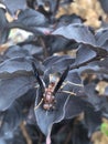 Best Red Crapemyrtle with Wasp Royalty Free Stock Photo