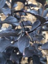 Best Red Crapemyrtle with Wasp Royalty Free Stock Photo