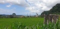 The best ricefield bali