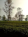 A beautiful Tea Garden in the village site