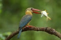 best scene of fresh fising when stork-billed kingfisher catching big fish from stream for its babies feeding