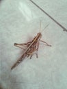 Best smart locust on smooth floor