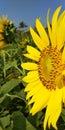 best sunflower wallpaper