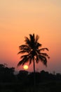 Best Sunset with coconut tree..and orange sunshine spread all over