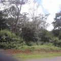 Best T-junction road with green trees tall trees