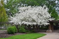 The white cherry blossoms in the Olbrich Garden, Madison, Wisconsin, the icon of spring