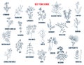 Best tonic herbs collection. Hand drawn vector set