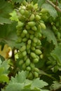 A close-up view of the unripe Grapes