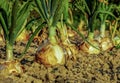 Best view of onion in the garden in Pakistan