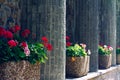 Best view of stone wall and red flower Royalty Free Stock Photo