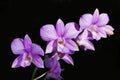 The best violet orchid