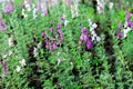 Beautiful wildflowers. Pink and purple blooms. Green leaves. The best wallpaper