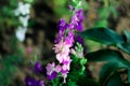 Beautiful wildflowers. Pink and purple blooms. Green leaves. The best wal