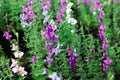 Beautiful wildflowers. Pink and purple blooms. Green leaves. The best wal